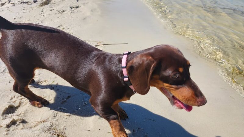 River Road Dog Park - Pensacola, FL