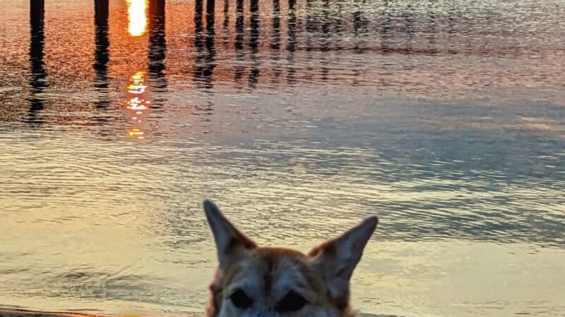 River Road Dog Park - Pensacola, FL