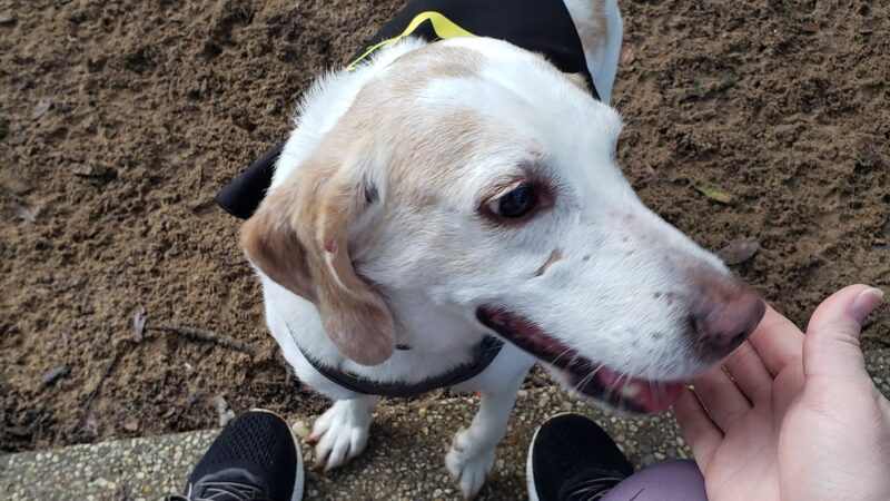 Roger Scott Dog Park - Pensacola, FL