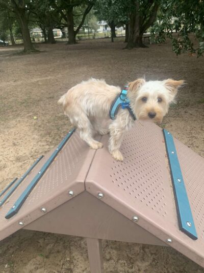 Roger Scott Dog Park - Pensacola, FL