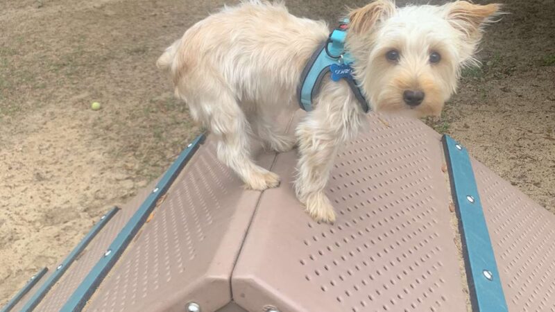 Roger Scott Dog Park - Pensacola, FL