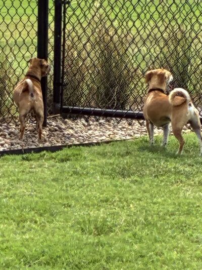 Dog Park at Love's Travel Stops - Perry, OK