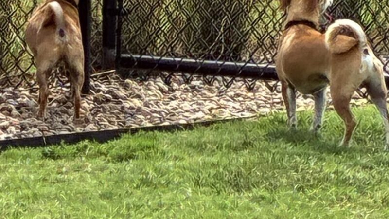 Dog Park at Love's Travel Stops - Perry, OK