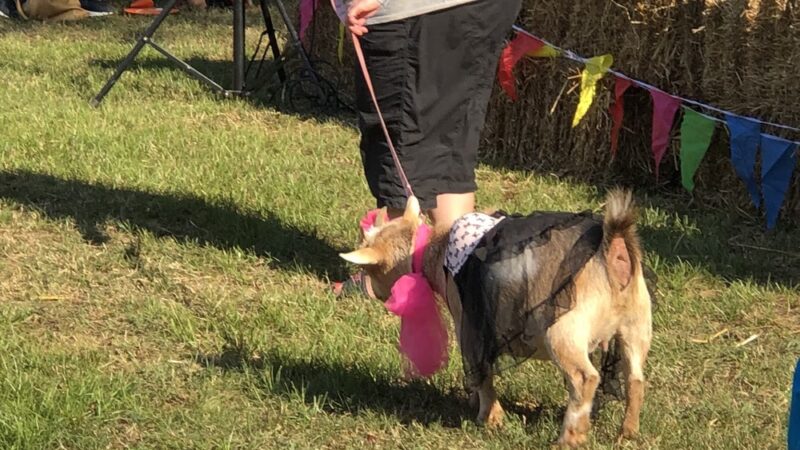 Perryville City Park - Perryville, AR