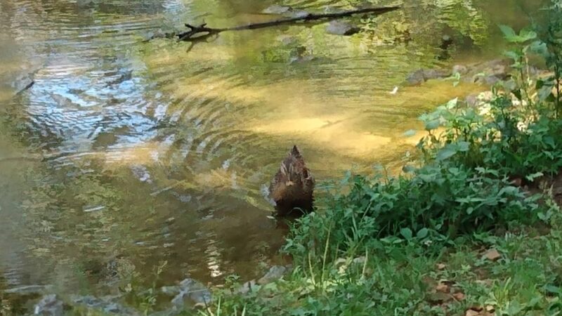 Ethan's Creek - Perryville, MO