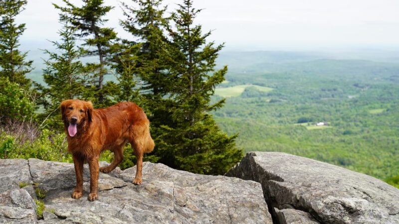 Wapack Trail Northern Terminus - Peterborough, NH