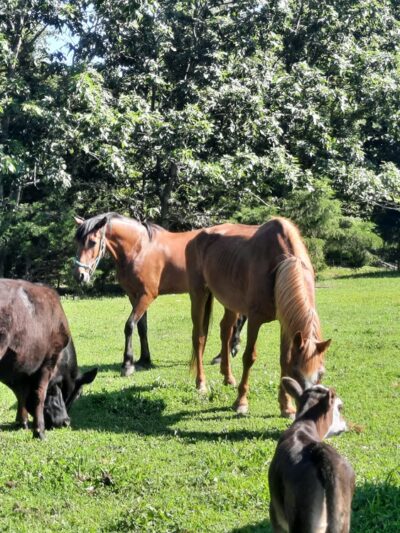 Pettigrew RV Park and Recreational Campground - Pettigrew, AR