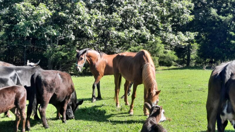 Pettigrew RV Park and Recreational Campground - Pettigrew, AR