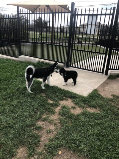 Northtown Dog Park - Pflugerville, TX