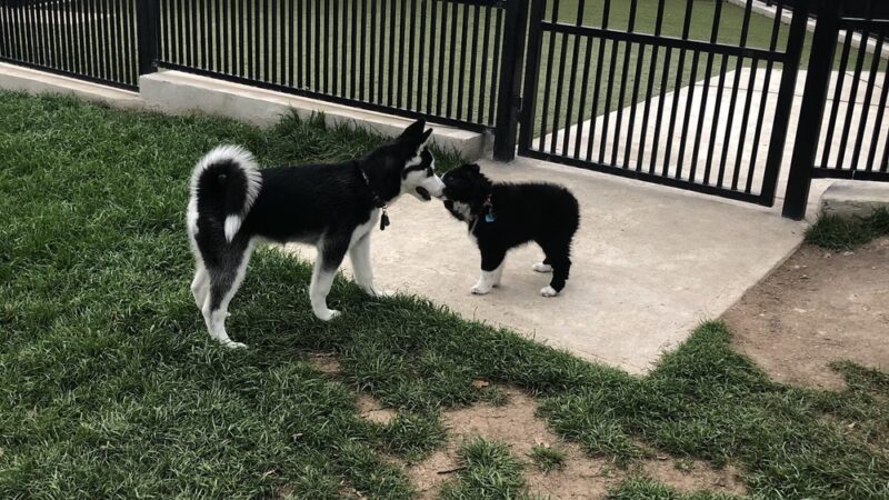 Northtown Dog Park - Pflugerville, TX