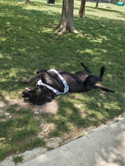 Northtown Dog Park - Pflugerville, TX