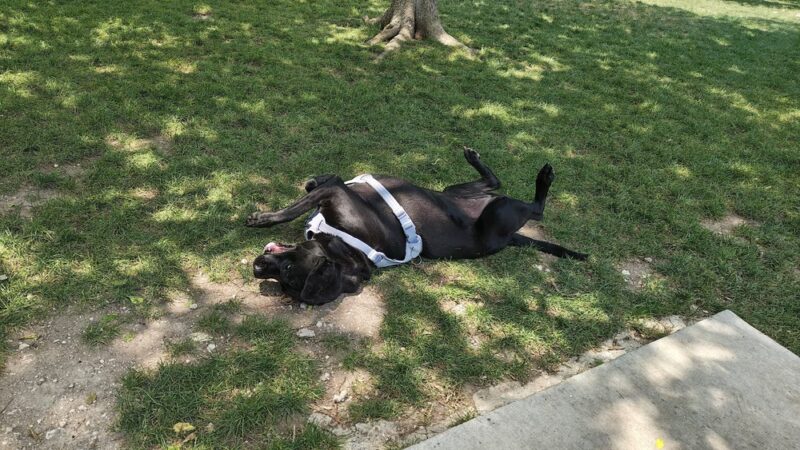 Northtown Dog Park - Pflugerville, TX