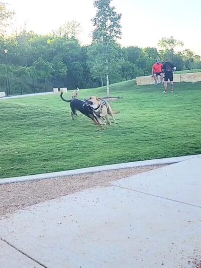 Wilbarger Creek Dog Park - Pflugerville, TX