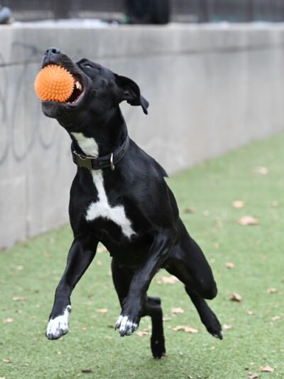 Rob Stuart Memorial Dog Park - Philadelphia, PA
