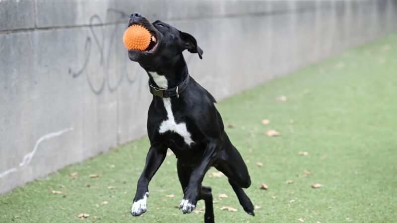 Rob Stuart Memorial Dog Park - Philadelphia, PA