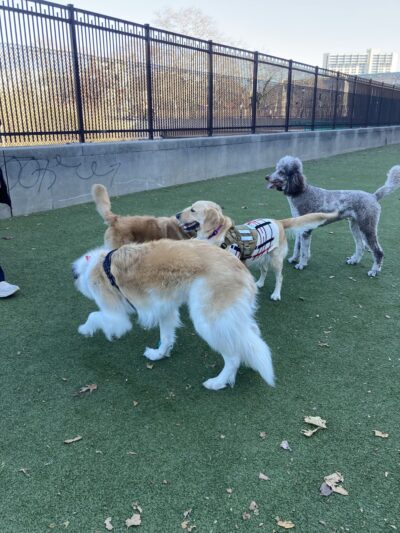 Rob Stuart Memorial Dog Park - Philadelphia, PA
