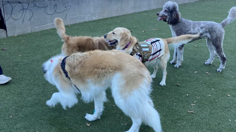 Rob Stuart Memorial Dog Park - Philadelphia, PA