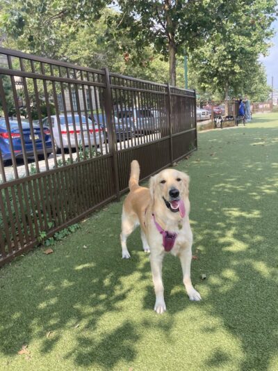 Rob Stuart Memorial Dog Park - Philadelphia, PA