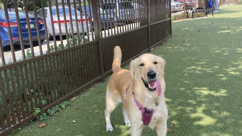 Rob Stuart Memorial Dog Park - Philadelphia, PA