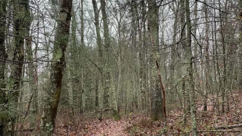 Cooley Center Pond Preserve Trailhead - Phippsburg, ME