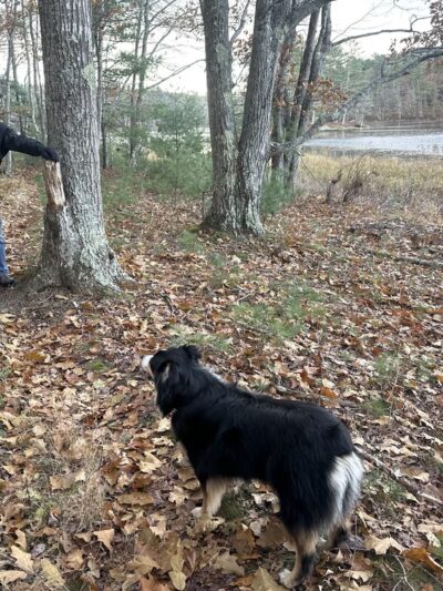 Cooley Center Pond Preserve Trailhead - Phippsburg, ME