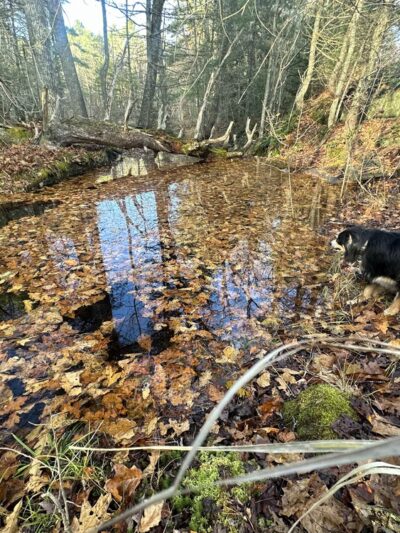 Cooley Center Pond Preserve Trailhead - Phippsburg, ME