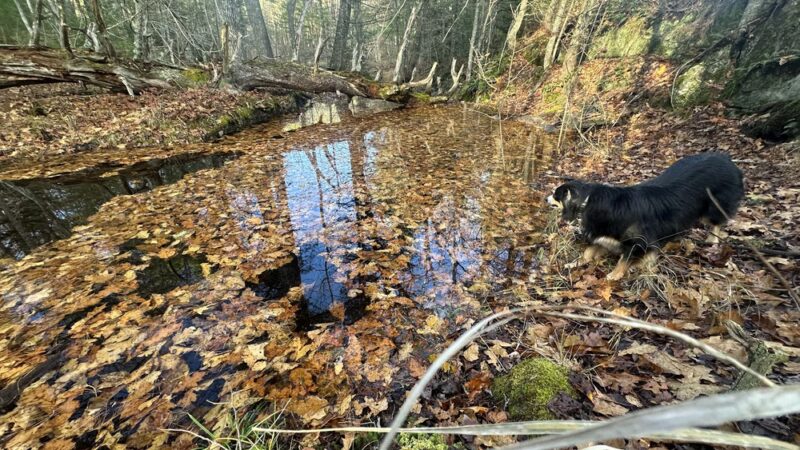 Cooley Center Pond Preserve Trailhead - Phippsburg, ME