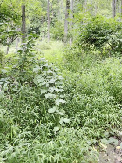 Mount Misery Trailhead - Phoenixville, PA