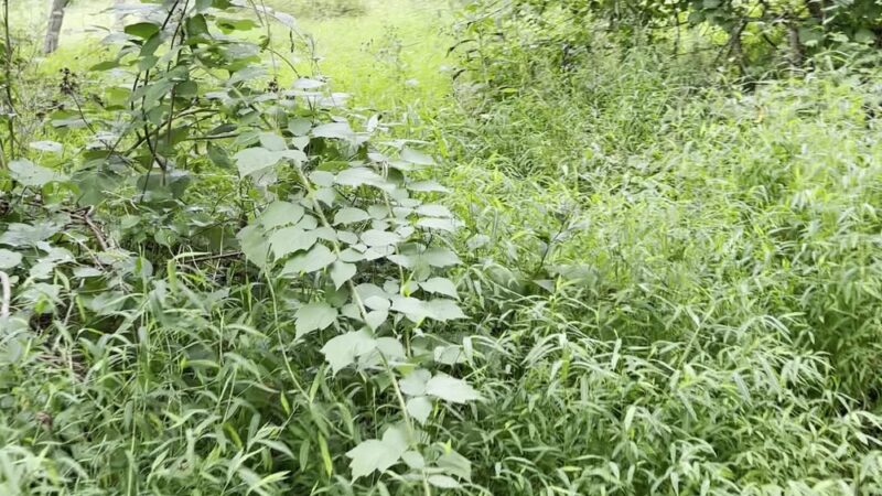 Mount Misery Trailhead - Phoenixville, PA