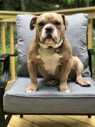 Pick Your Paw Animal Rescue - ,