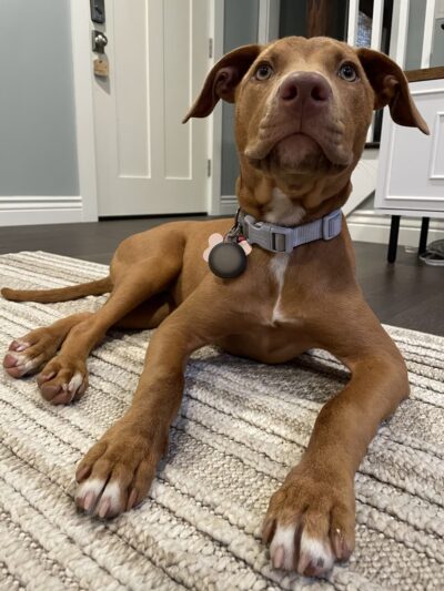 Pick Your Paw Animal Rescue - ,