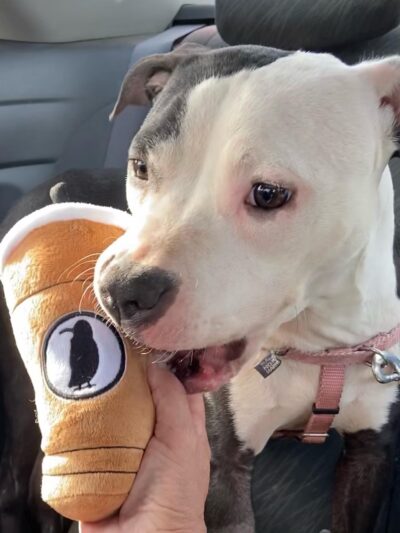 Pick Your Paw Animal Rescue - ,