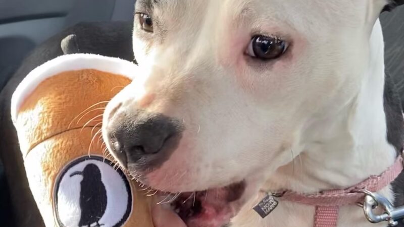 Pick Your Paw Animal Rescue - ,