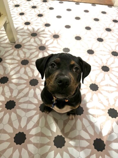 Pick Your Paw Animal Rescue - ,