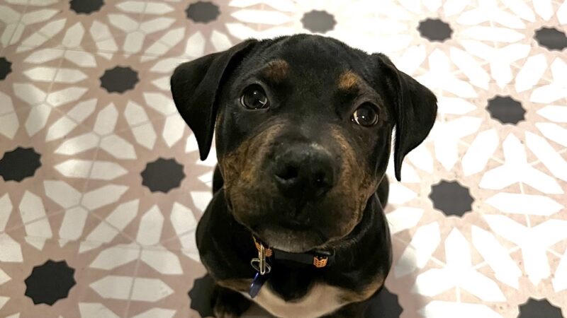 Pick Your Paw Animal Rescue - ,