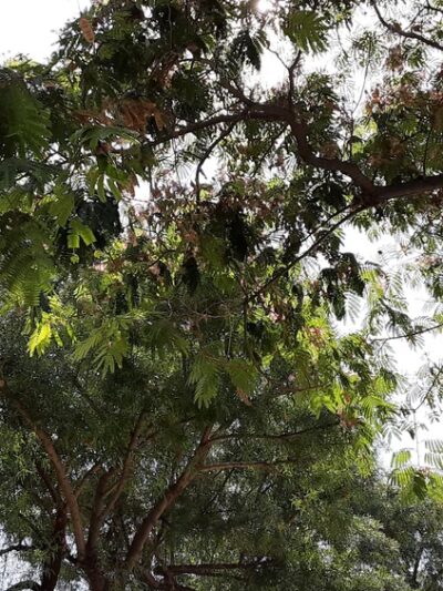 Veterans and Ladies Auxiliary Park - Pico Rivera, CA