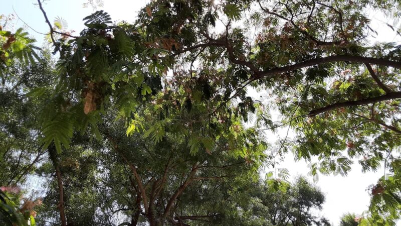 Veterans and Ladies Auxiliary Park - Pico Rivera, CA