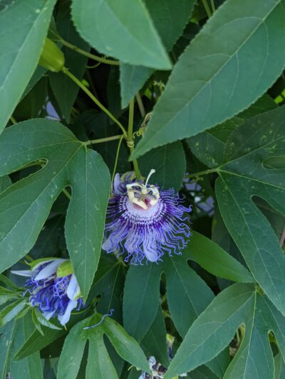 Half Moon Park - Piermont, NY