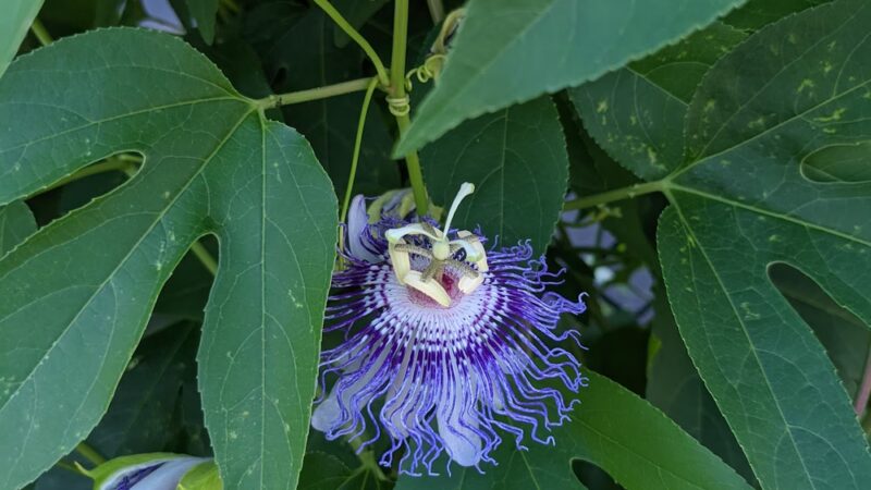 Half Moon Park - Piermont, NY