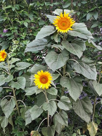 Parelli Park - Piermont, NY