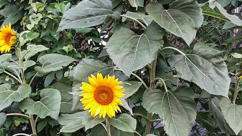 Parelli Park - Piermont, NY