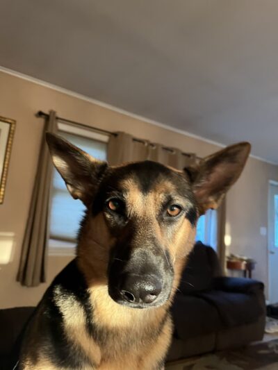 Smarten Up Dog - Piermont, NY
