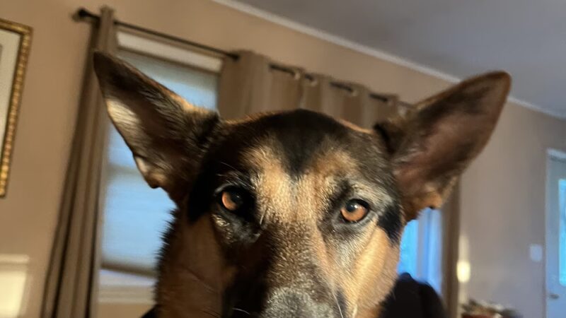 Smarten Up Dog - Piermont, NY