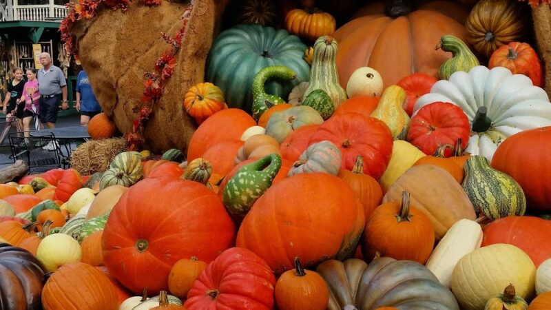 Dogs N Taters - Pigeon Forge, TN