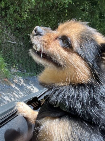 Loving Care Kennels - Pigeon Forge, TN