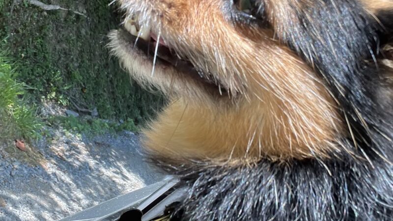 Loving Care Kennels - Pigeon Forge, TN