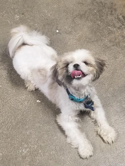 Loving Care Kennels - Pigeon Forge, TN