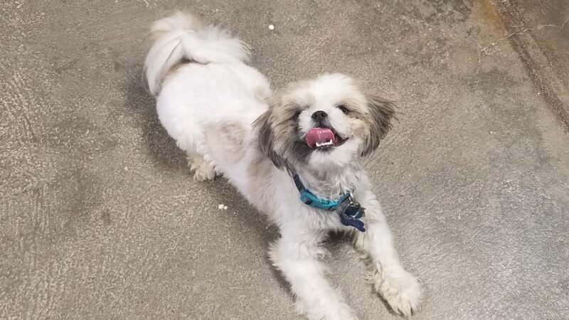 Loving Care Kennels - Pigeon Forge, TN