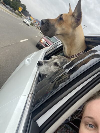 Loving Care Kennels - Pigeon Forge, TN