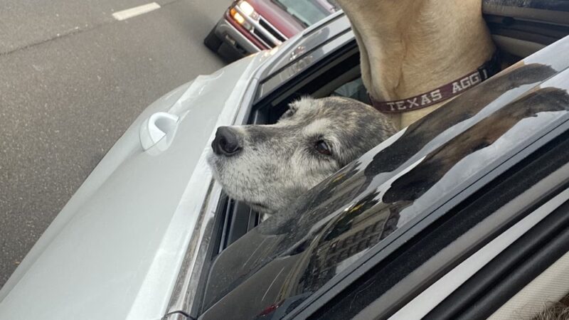 Loving Care Kennels - Pigeon Forge, TN